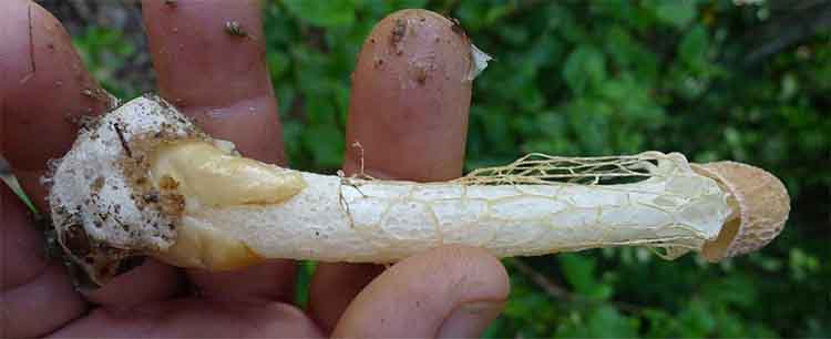 CogumeloAfrodisiaco