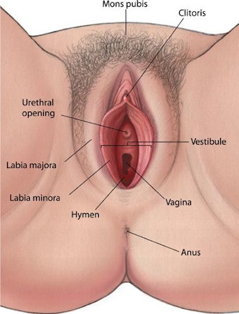 LicaoDeAnatomiaN1 2