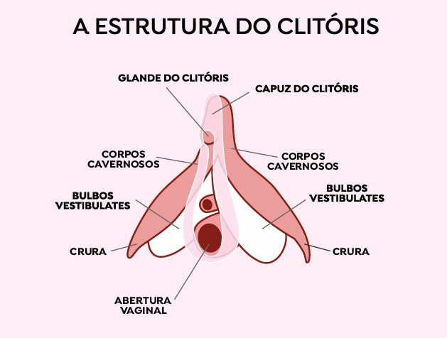 LicaoDeAnatomiaN1 3