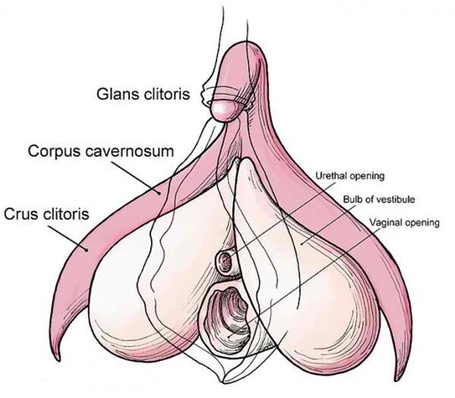 Clitoris1